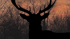 Pro Deer Hunting 2 - игра в жанре Шутер